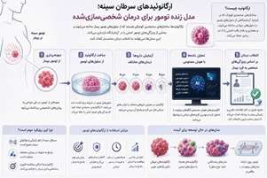وقتی تومور بیمار را در آزمایشگاه می‌سازیم؛ ارگانوئیدها چگونه آینده درمان سرطان سینه را تغییر می‌دهند؟